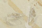 Cretaceous Fossil Fish (Sedenhorstia) and Shrimp- Lebanon #201378-2